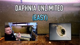 How I Raise Daphnia Water Fleas And You Can Too [upl. by Monk]