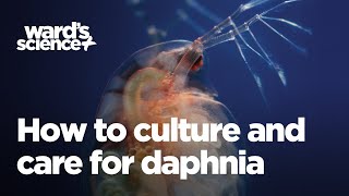 Caring and Culturing for Daphnia [upl. by Yelraf]