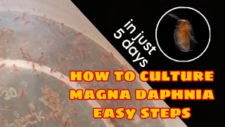 How to Culture Magna Daphnia Easily [upl. by Edahsalof]