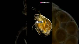 How to culture Daphnia for your Aquarium [upl. by Airotcivairam]