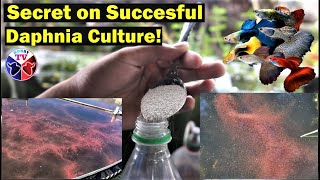 How to Culture Daphnia Successfully [upl. by Esorylime]