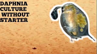 HOW TO CULTURE DAPHNIA NATURALLY WITHOUT A STARTER [upl. by Otrevogir]