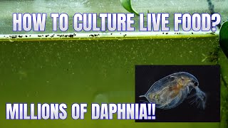 How to Culture Daphnia Secret Method to Breed MILLIONS  Simply Aquatic [upl. by Mattheus]