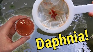 How I Culture Daphnia In Outdoor Tubs [upl. by Marrissa143]