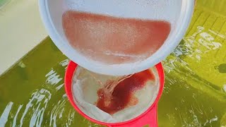 How to culture daphnia  Daphnia culture  How to grow daphnia outdoor [upl. by Tanny229]