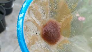 How to culture daphnia moina in a small container Part 1 English Subtitle [upl. by Heck]