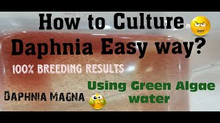 Daphnia MagnaHow to Culture Daphnia Easy wayCulturing Daphnia using Green water Daphnia [upl. by Einaled]