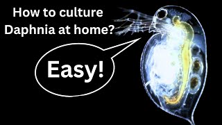 BEST Live Fish Food Beginner guide How to Culture Daphnia at home [upl. by Nayd]