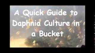 How to culture daphnia outside [upl. by Sarena]