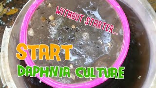 How to culture daphnia moina the easy way 1  Starting the Daphnia culture [upl. by Oaks]