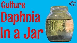 How to Culture Daphnia in a Jar [upl. by Yentruocal]