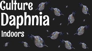 How to Culture Daphnia [upl. by Tiffie162]