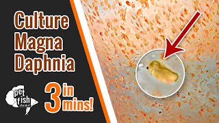 How to culture DAPHNIA MAGNA  The easy way [upl. by Odiug]