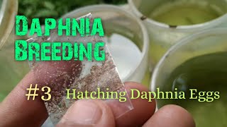 Daphnia Culture made simple and easy 3  Hatching Daphnia eggs [upl. by Sirrot]