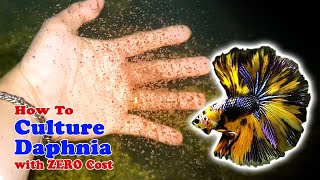 How to Culture Daphnia with ZERO Cost  Unlimited Live Food For Our Fish [upl. by Jun570]