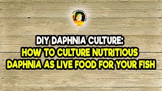 DIY Daphnia Culture How to Culture Nutritious Daphnia as Live Food for Your Fish [upl. by Terrell]