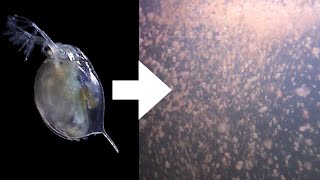 How I Culture Daphnia [upl. by Lenej177]