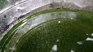 DAPHNIA MOINA CULTURE IN A SMALL BUCKET [upl. by Ahsienod]