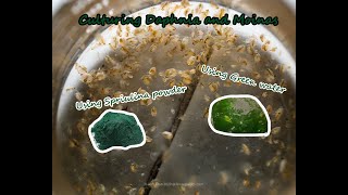 How To Culture Daphnia and Moinas using Green Water Spirulina powder [upl. by Avner614]