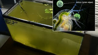 Raising Daphnia for the Freshwater Aquarium [upl. by Norad]