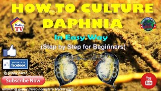 HOW TO CULTURE DAPHNIA In Easy Way [upl. by Cini]